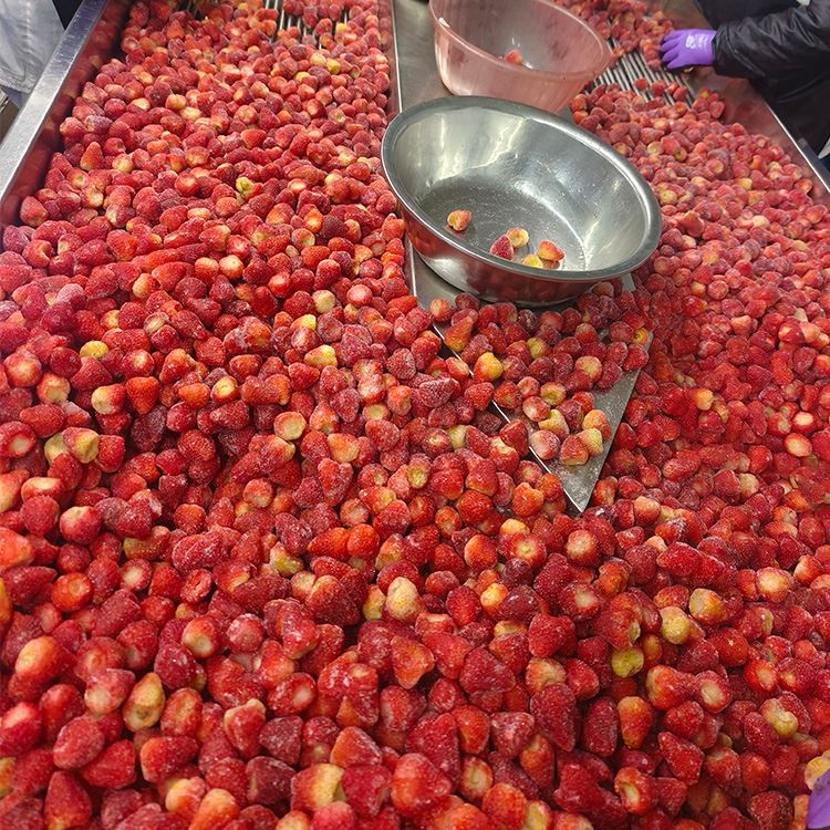 Frozen strawberries undergoing manual sorting for colour stems calyx and visible defects